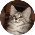 Frostrósar Tessie